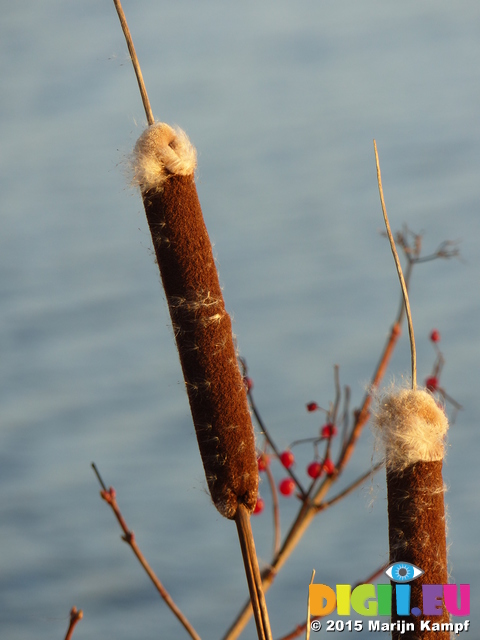 FZ024923 Narrowleaf cattail (Typha angustifolia) at sunset